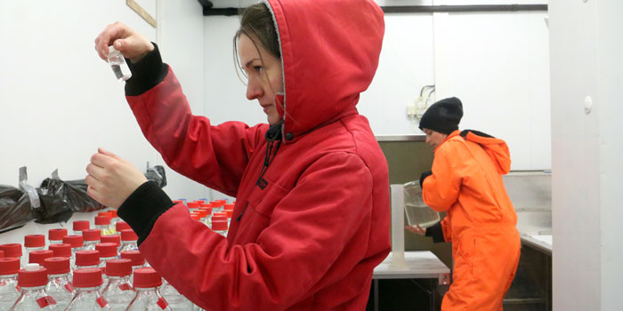 Forskerne – her ph.d. Kirstine Toxværd – efterlignede vandloppernes livscyklus og leveforhold i et iskoldt laboratorium. Foto: Line Reeh.